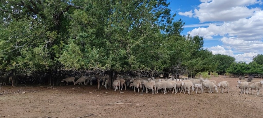 3 Bedroom Property for Sale in Sutherland Northern Cape